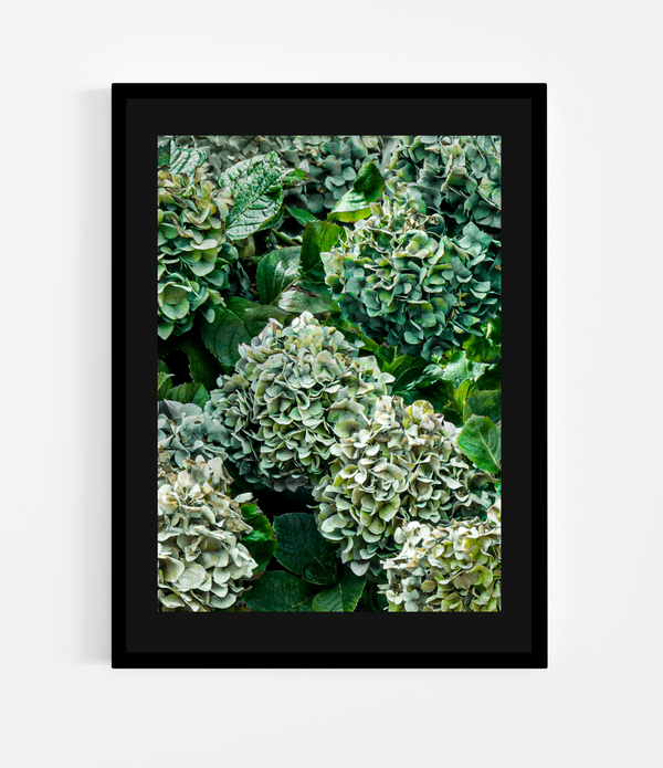 Greenies <br>Large 141x105cm <br>Floating on a black matboard, deckled edge with a black smooth frame