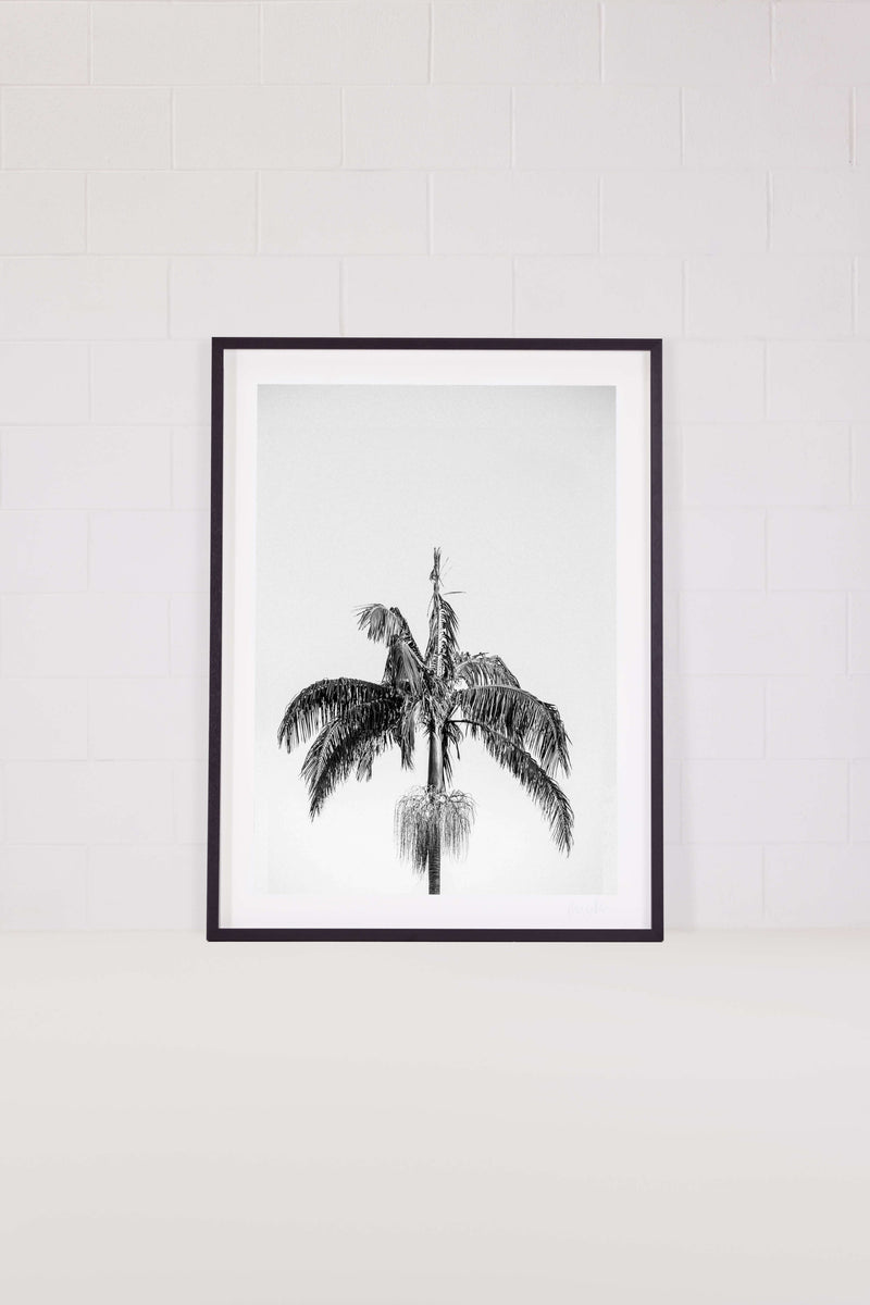 Palm Tree 2 – Avalon