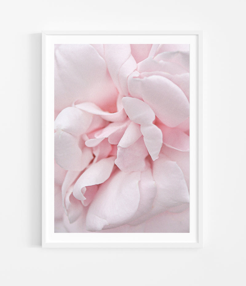 Marshmallow Rose <br>Petite 42x34cm <br> White Frame