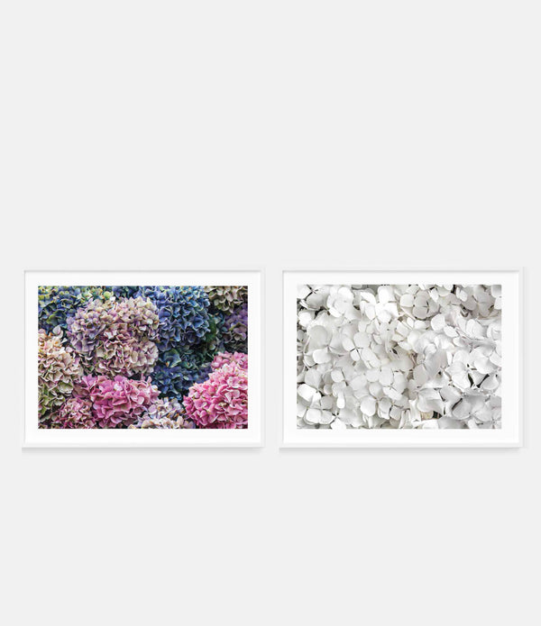 New Year Bloom (Landscape) + White Hydrangeas