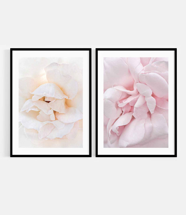 Parnell Rose + Marshmallow Rose