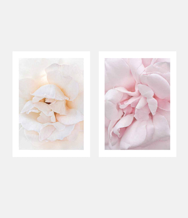 Parnell Rose + Marshmallow Rose