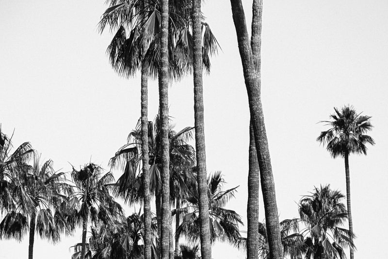90210 Palms Landscape