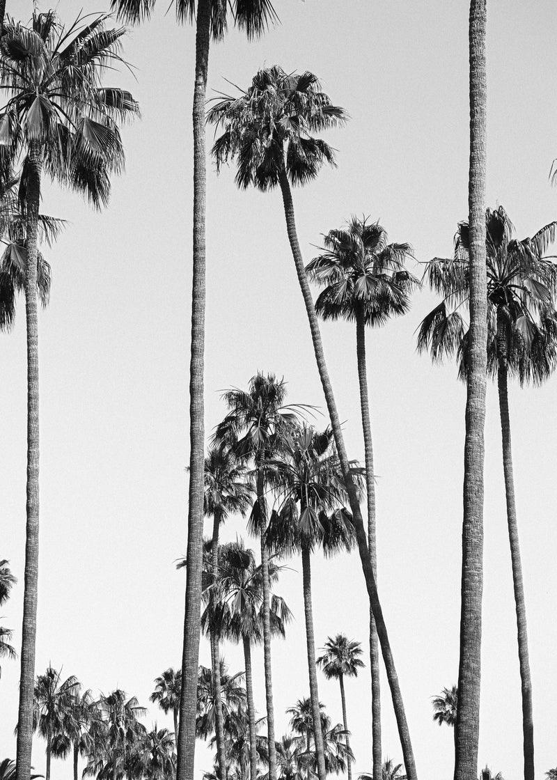 90210 Palms<br> Medium 101 x 76cm <br> Unframed