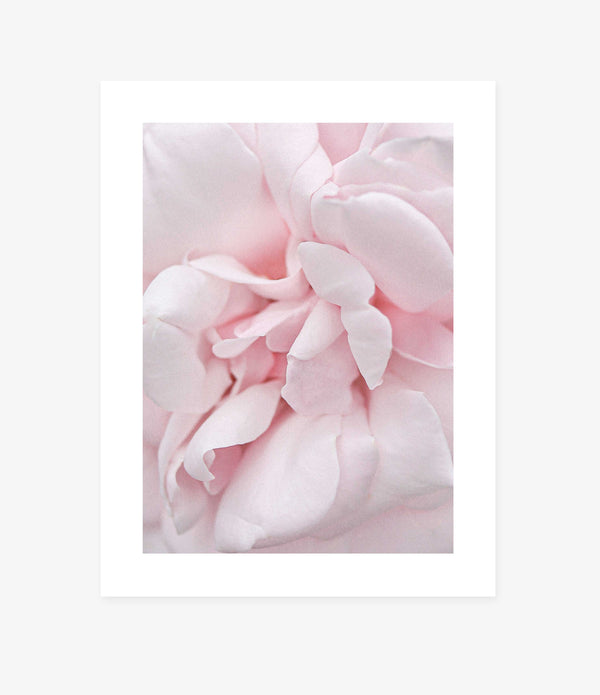 Marshmallow Rose <br> 335x420mm <br> Unframed