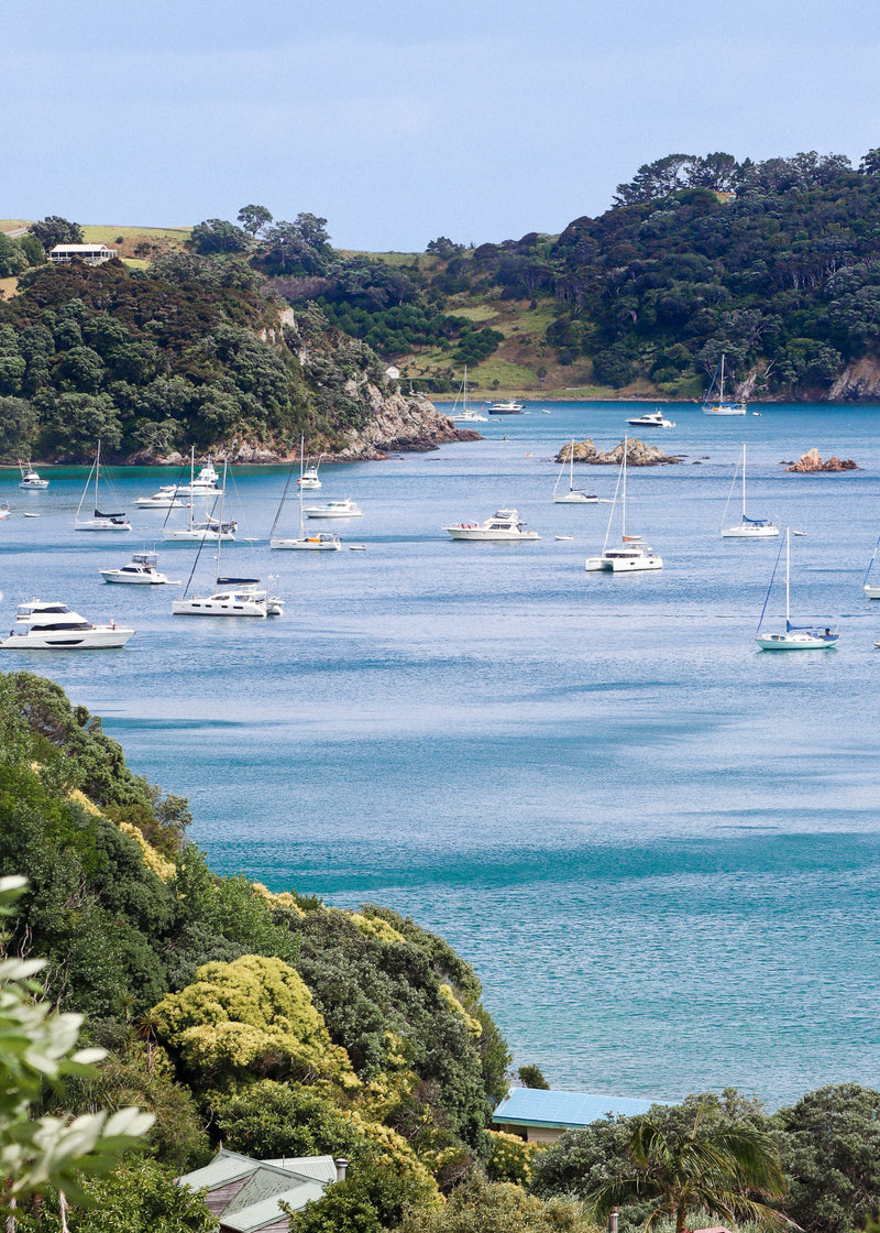Hauraki Healer