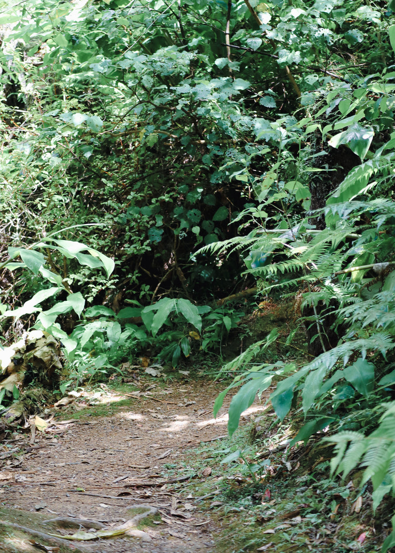 Nature Walk