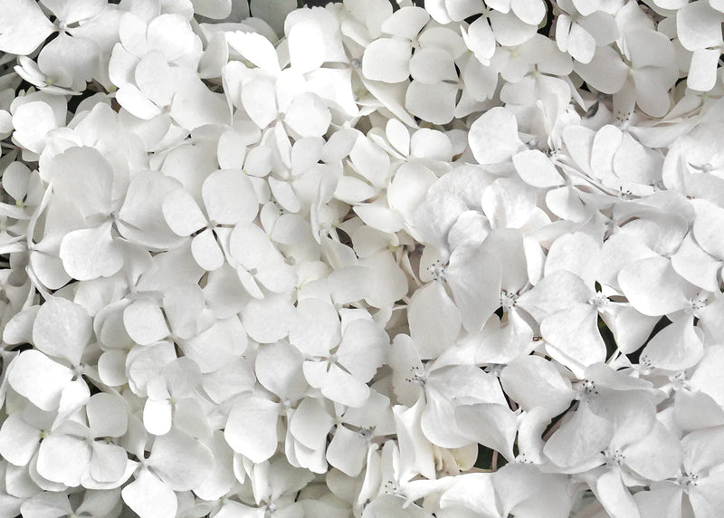 White Hydrangeas <br>Custom 130 x 93cm <br> Unframed