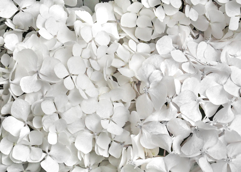 White Hydrangeas <br> 30 x 39cm <br> Unframed