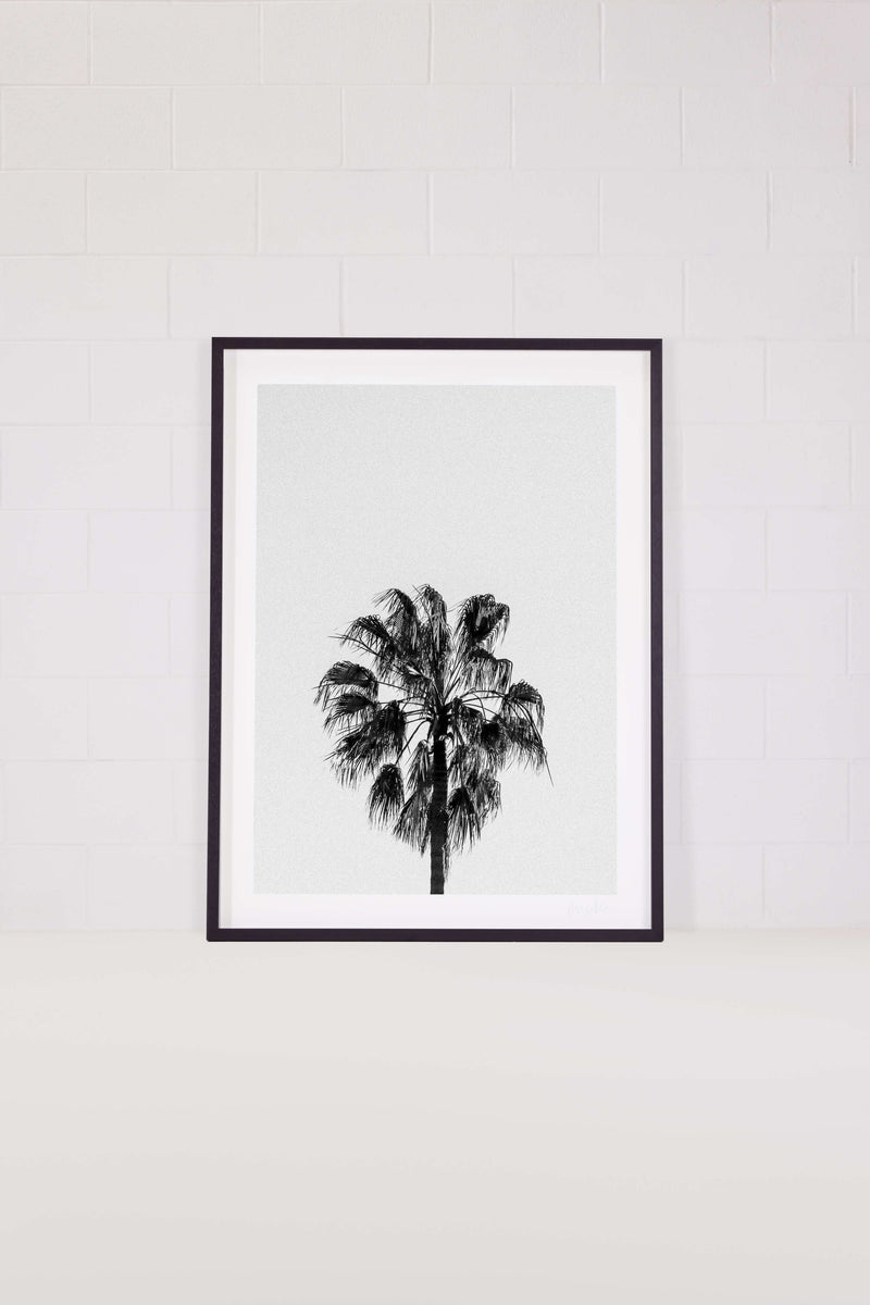 Palm Tree 1 – Bondi Beach