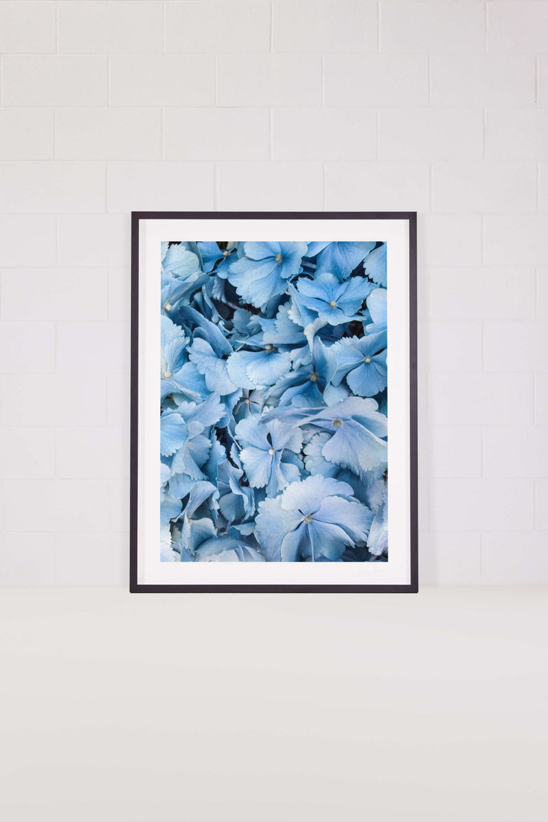 Homegrown – Blue Hydrangeas