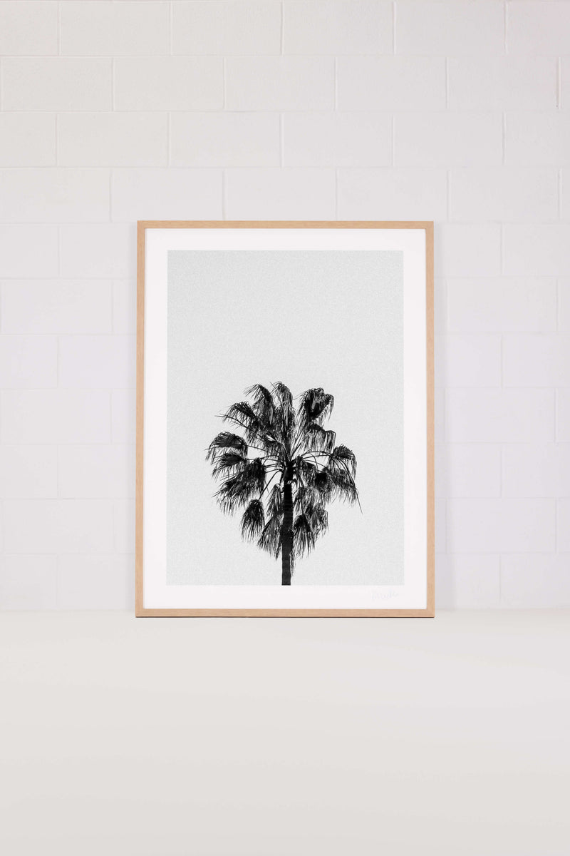Palm Tree 1 – Bondi Beach