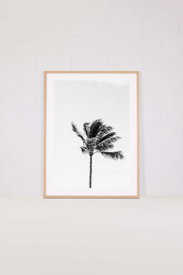Palm Tree 3 – Hawaii
