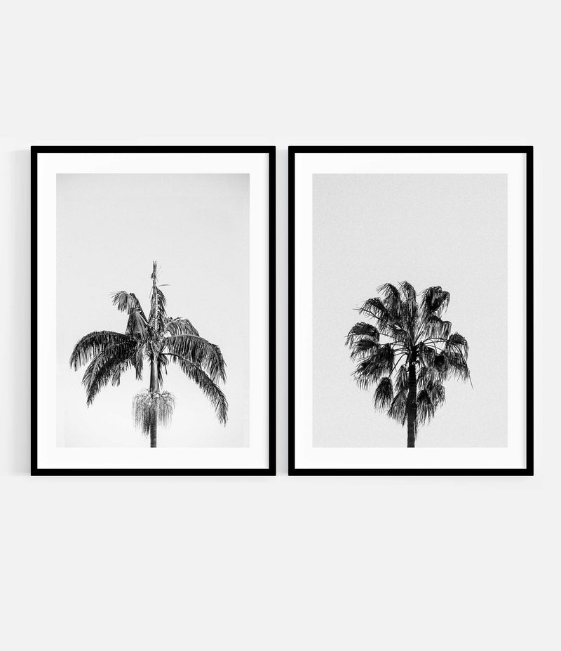 Palm Tree 2 – Avalon + Palm Tree 1 – Bondi Beach