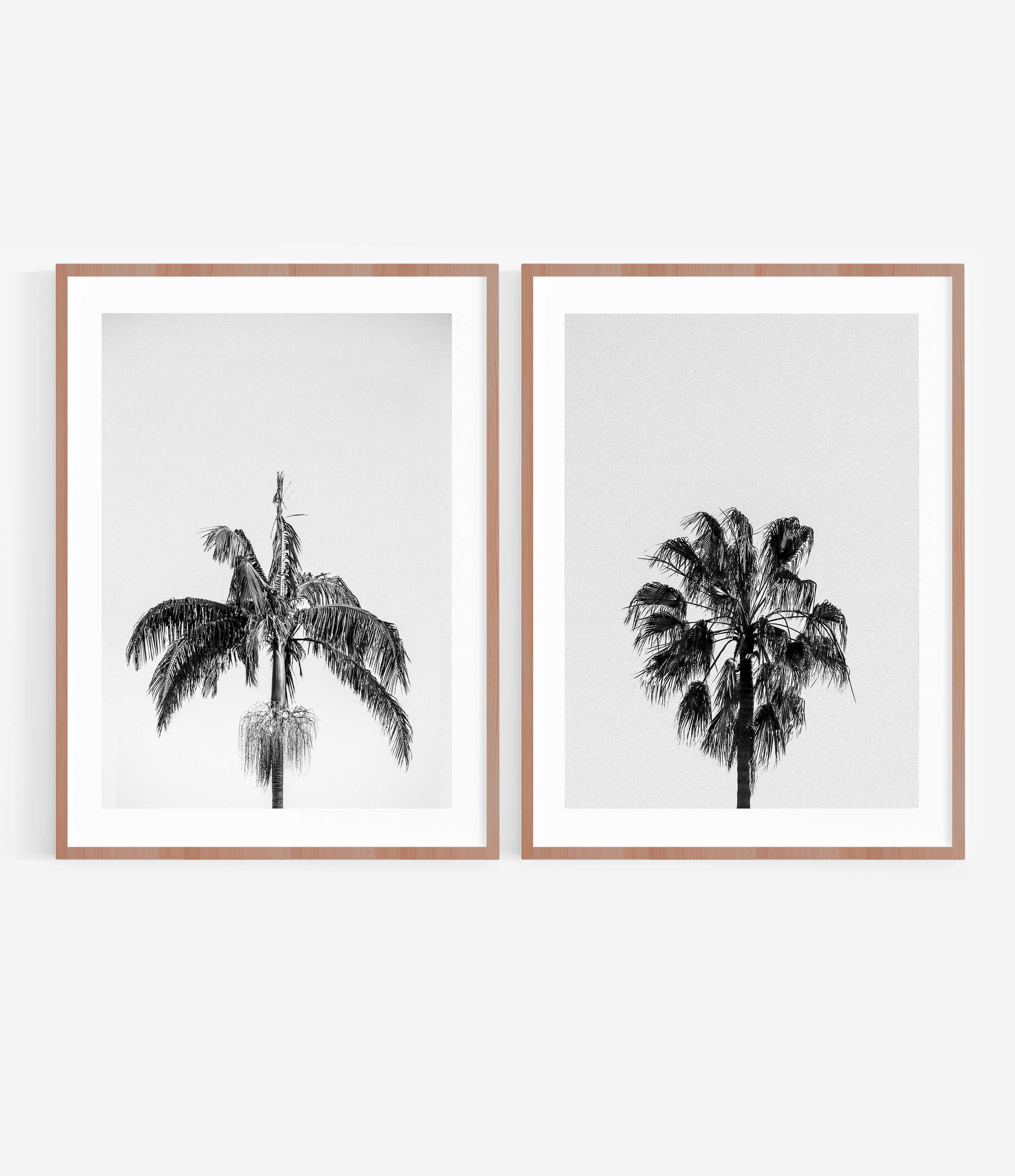 Palm Tree 2 – Avalon + Palm Tree 1 – Bondi Beach | Fine Art ...