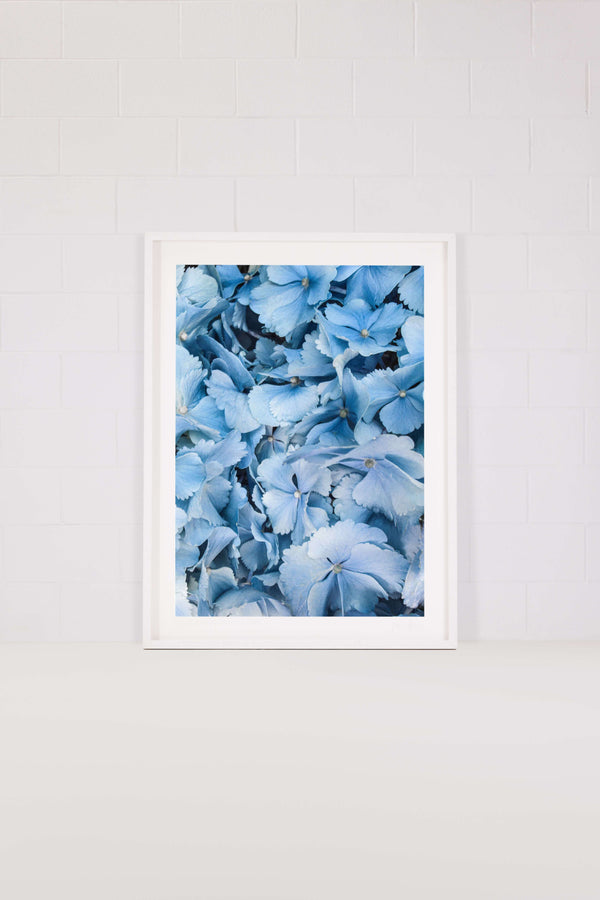 Homegrown – Blue Hydrangeas