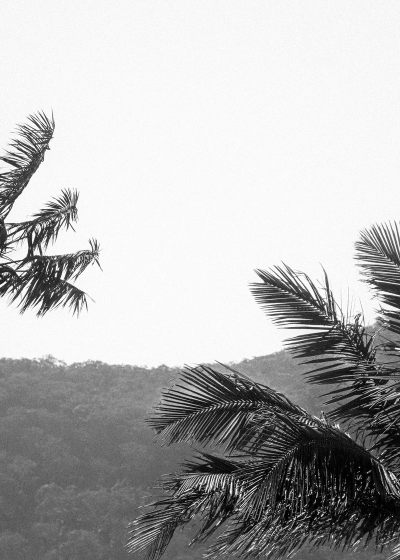 Pittwater Palm