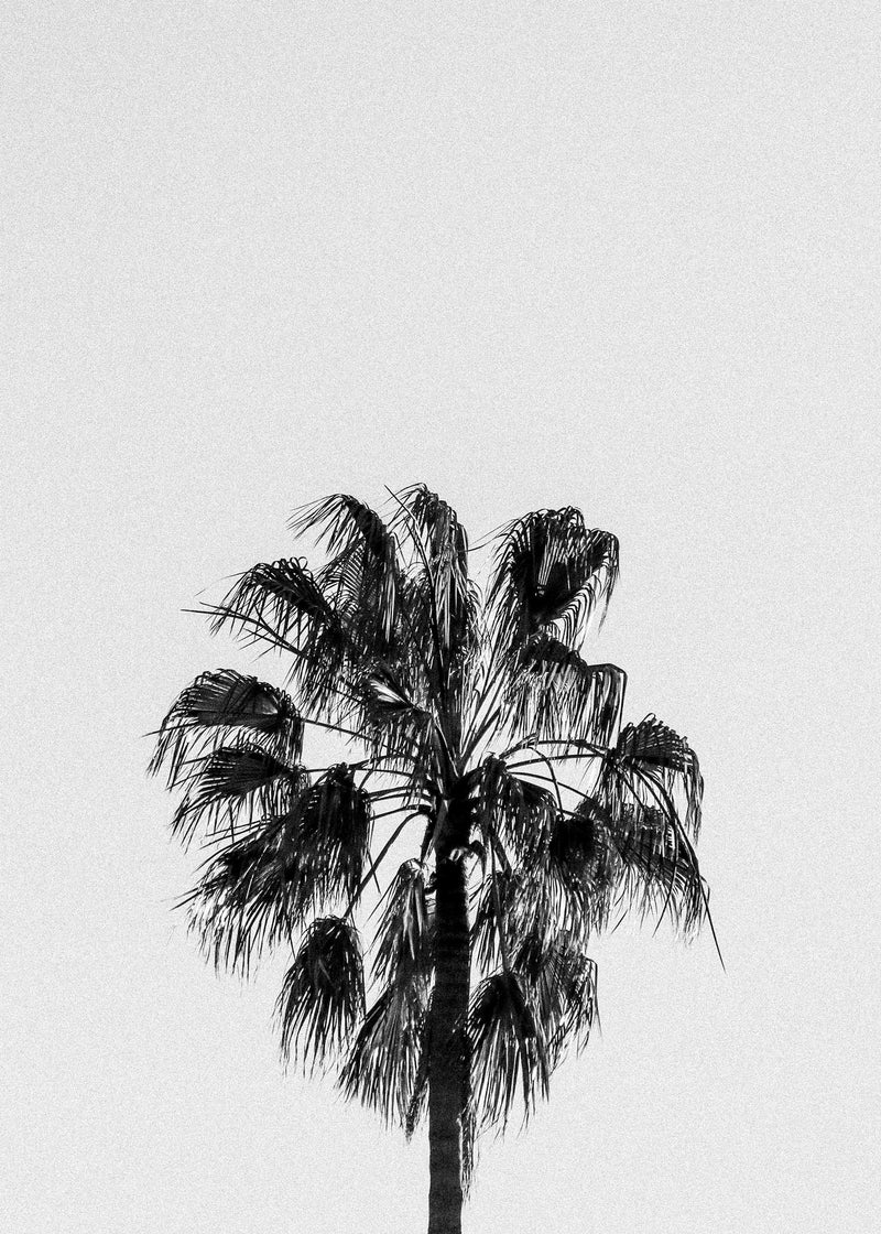 Palm Tree 2 – Avalon + Palm Tree 1 – Bondi Beach